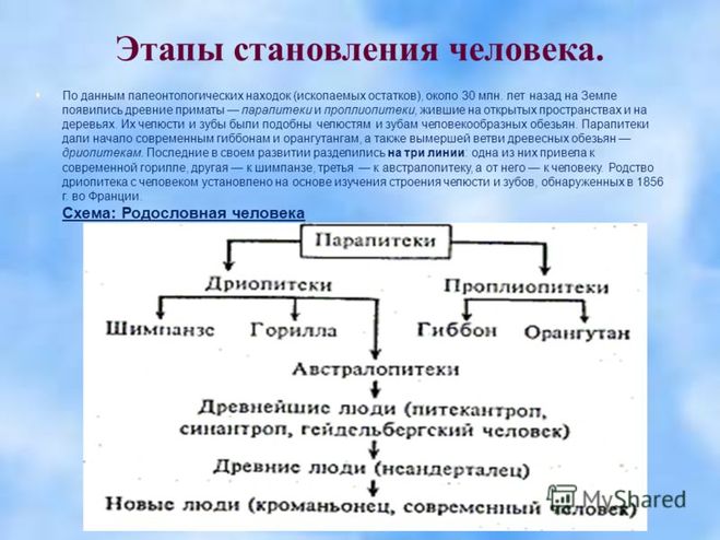 Этапы эволюции человека схема