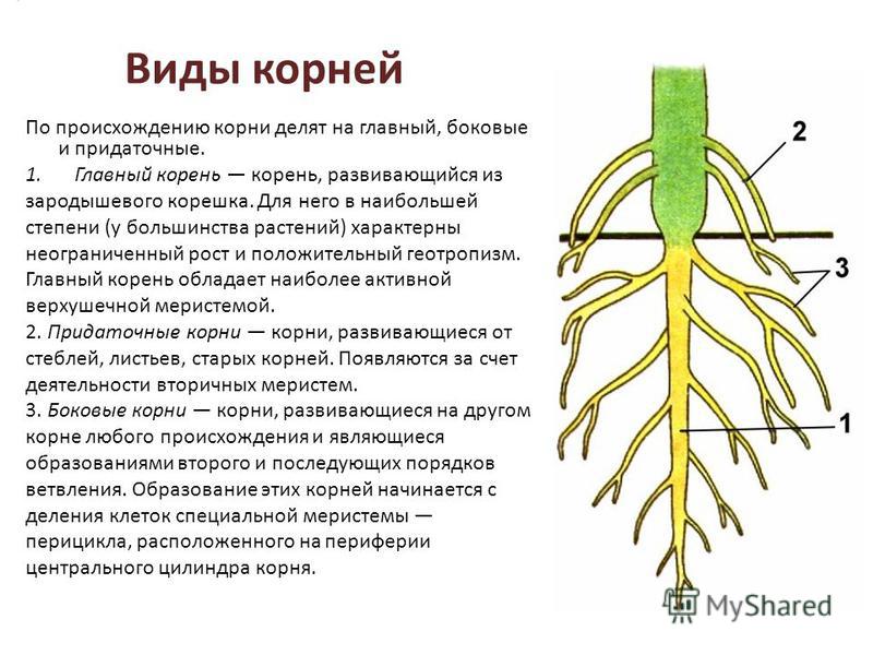 Придаточные корни это в биологии 6 класс. Придаточные боковые и главный корень.