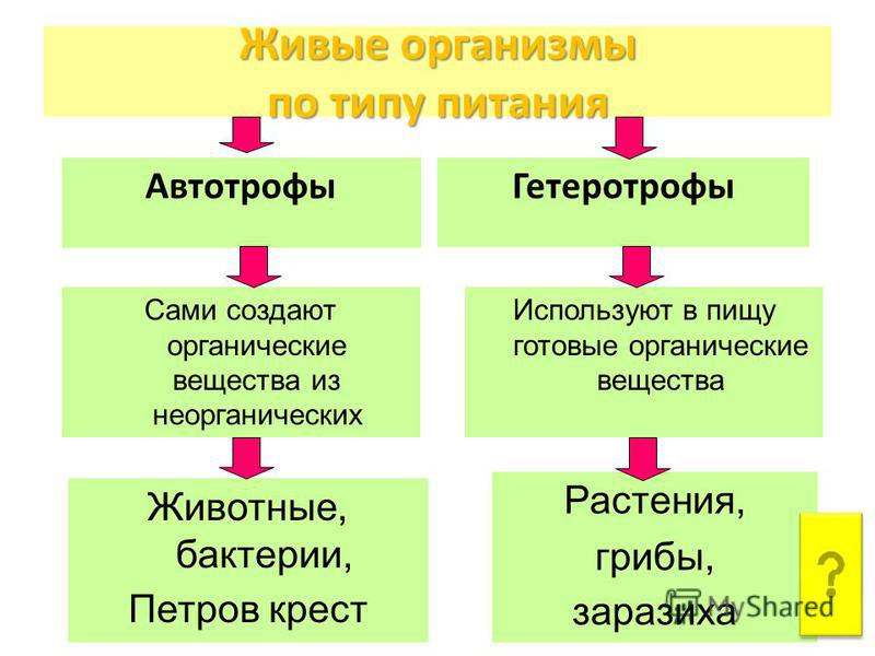 Обмен веществ автотрофов и гетеротрофов