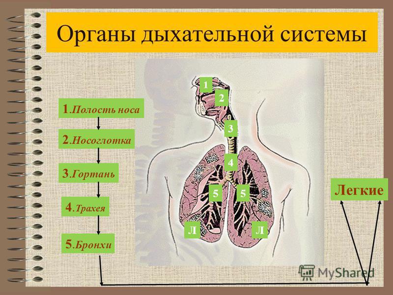 Биология дыхательная система