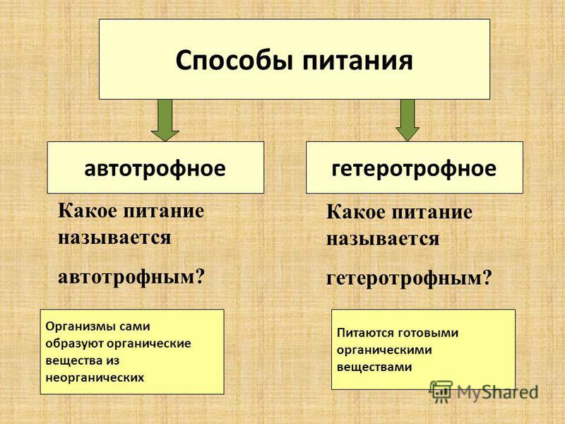 Проект гетеротрофное питание