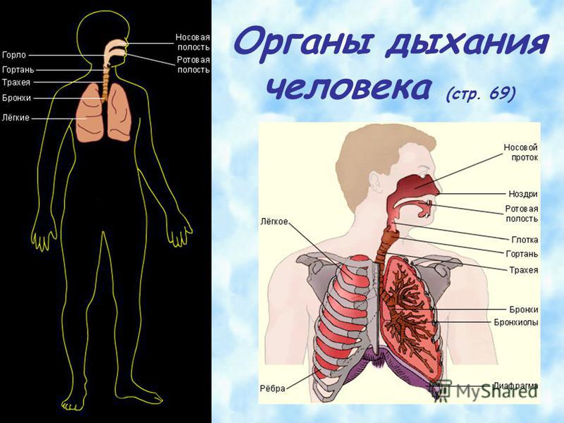 Дыхание биология 6