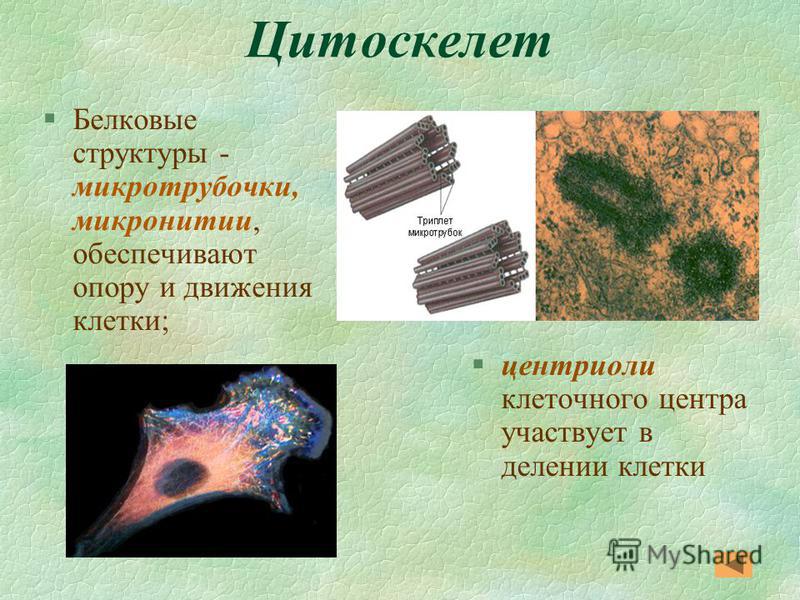 Участие в делении клетки