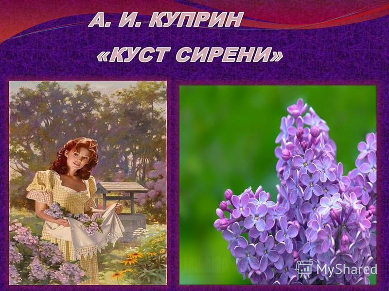 Сирени куприн краткое содержание. Куст сирени Куприн. Куст сирени Александр Куприн. Куприн сирень. Куст сирени Бунин.