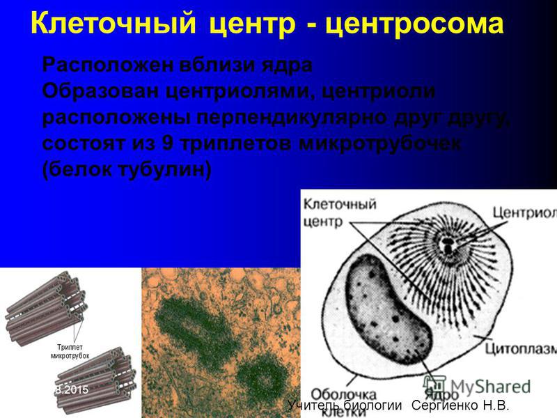 Центриоли в клетке рисунок