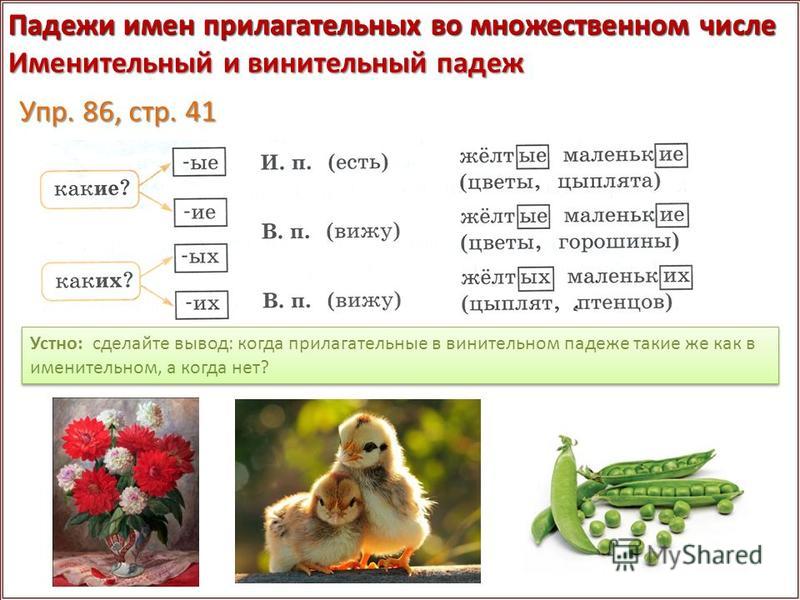 Окончание родительного падежа единственного. Окончания винительного падежа множественного числа.