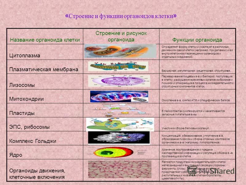 Таблицу органоиды эукариотической клетки