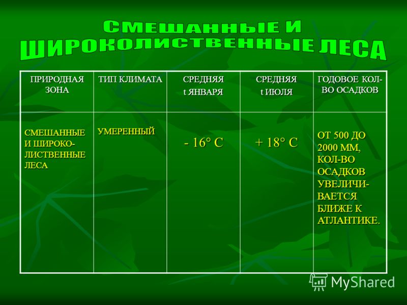 Зона смешанных лесов климатический пояс