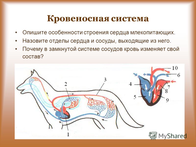 Схема строения кровеносной системы млекопитающих