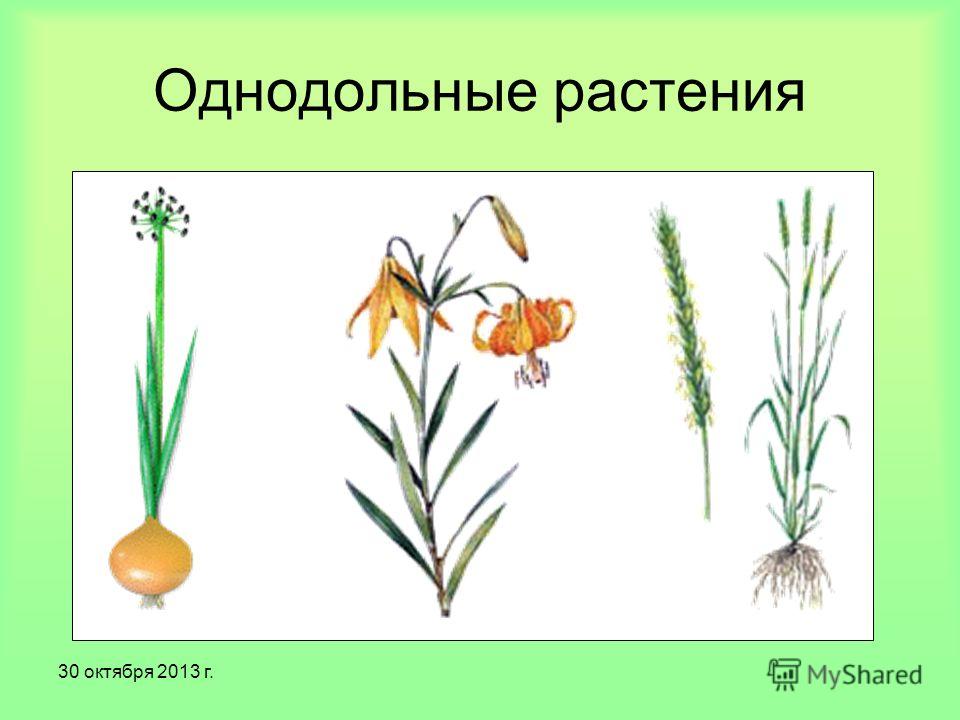 Какие растения называют однодольными. Однодольные травянистые растения. Однодольные декоративные растения. Цветок однодольных растений. Однолетние Однодольные растения.