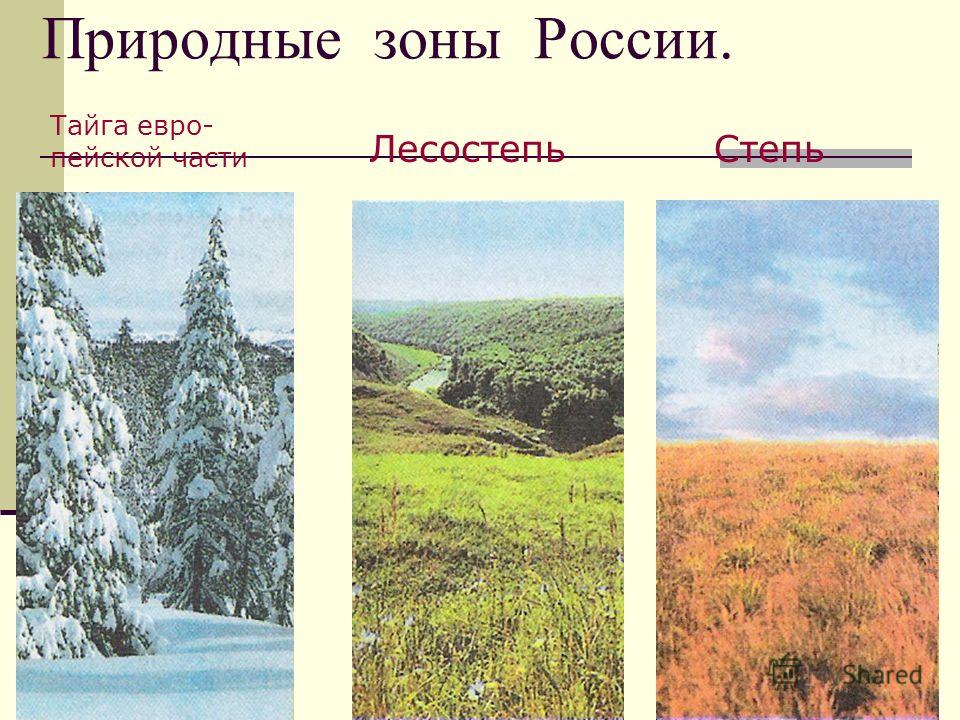 Природные зоны степь тайга. Природные зоны России презентация. Природные зоны России рисунок. Природные зоны России фото. Природная зона поле.