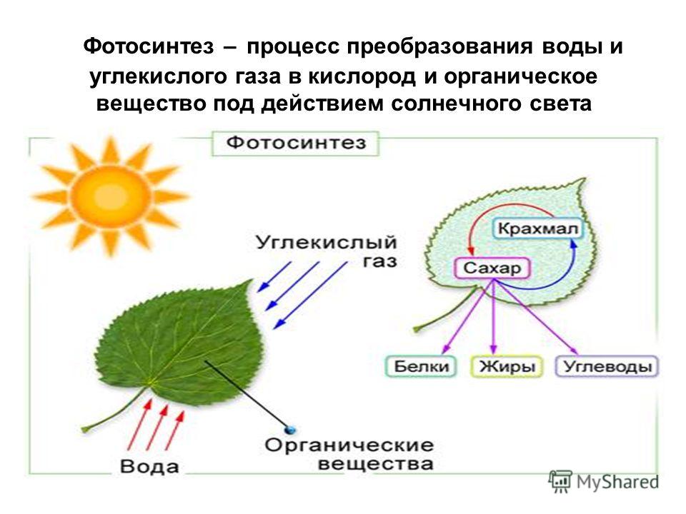 Презентация 6 класс дыхание и обмен веществ у растений 6 класс