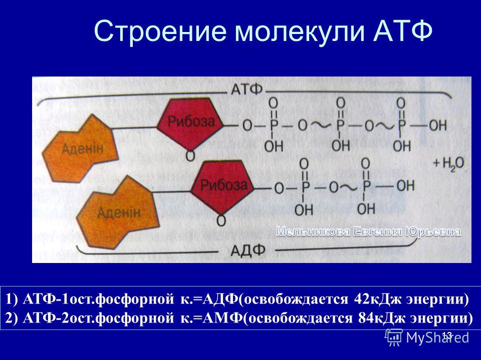 Атф и другие нуклеотиды. Строение макромолекулы АТФ. Строение молекулы АТФ. Строение АТФ АДФ амф. АТФ аденозинтрифосфорная кислота.