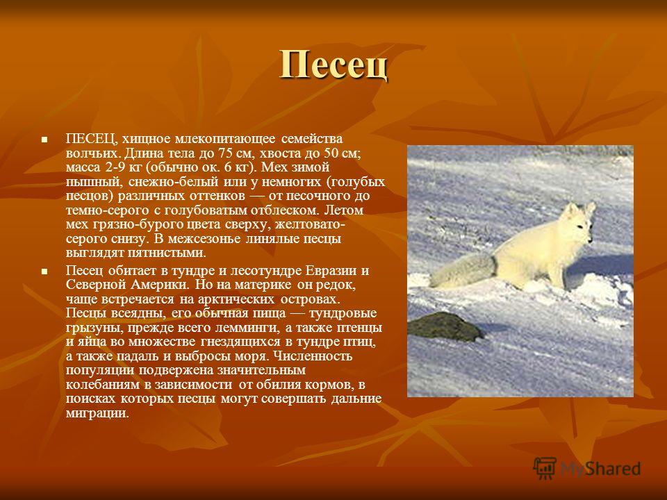 Сообщения 4. Песец доклад. Краткое сообщение о Песце. Информация о Песце в тундре. Проект про песца.