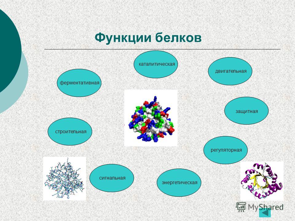 Белки биология 10. Двигательная и каталитическая функция белков. Ферментативно каталитическая функция белков. Сигнальная функция белков примеры. Ферментативная функция белков.