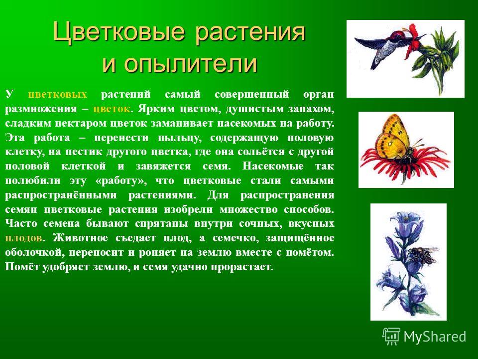 Для привлечения опылителей в цветке служит. Опылители цветковых растений. Растения и опылители проект. Цветковые растения и насекомые-опылители. Как растения привлекают насекомых опылителей.