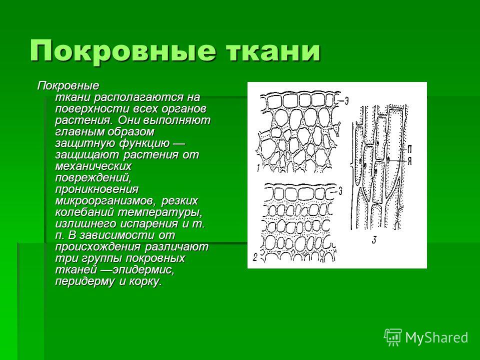 Выполняемые функции покровной ткани