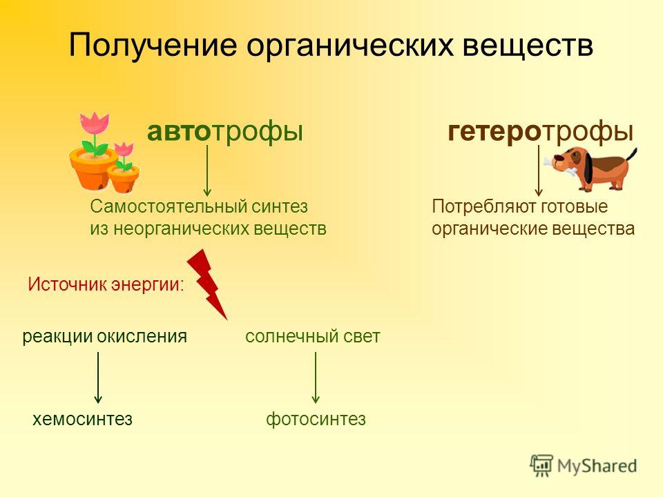 Способны синтезировать органические вещества. Готовые органические вещества это. Способ получения органических веществ у автотрофов. Источник энергии автотрофов и гетеротрофов. Питание растений автотрофы гетеротрофы.