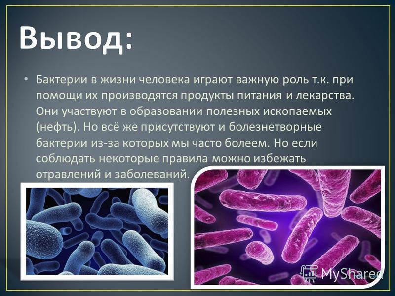 Бактерии в жизни человека. Полезное значение бактерий.
