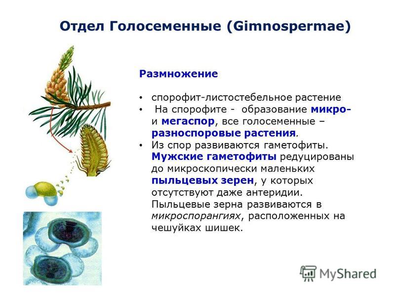 Чем строение голосеменных от папоротников