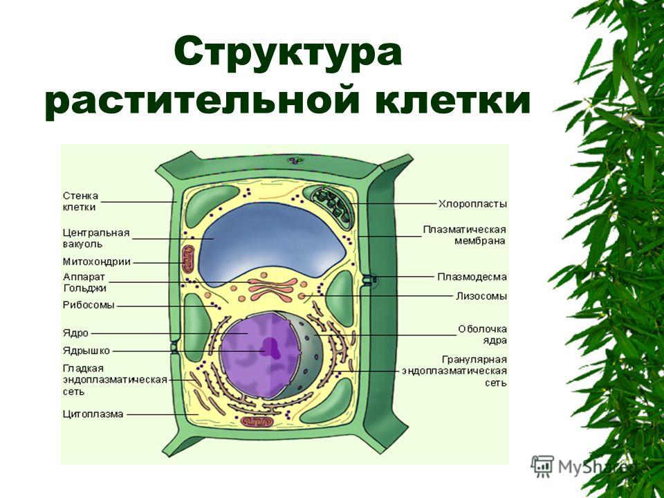 На рисунке изображена растительная клетка как называется структура клетки обозначенная буквой а