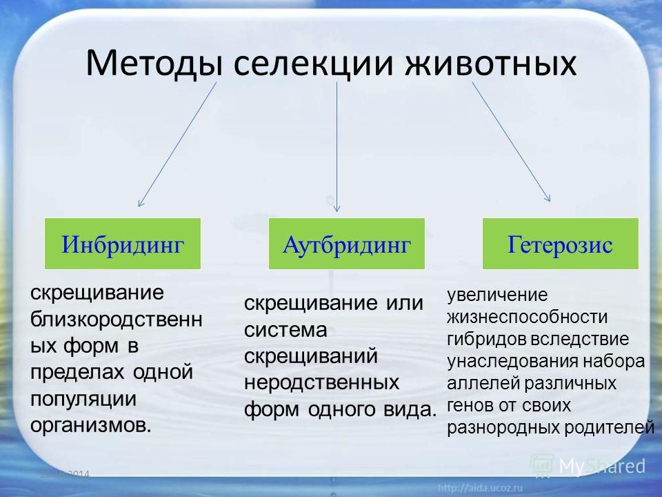 Методы селекции презентация биология 9 класс - 98 фото