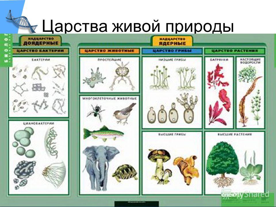 Царство живого 5 класс биология