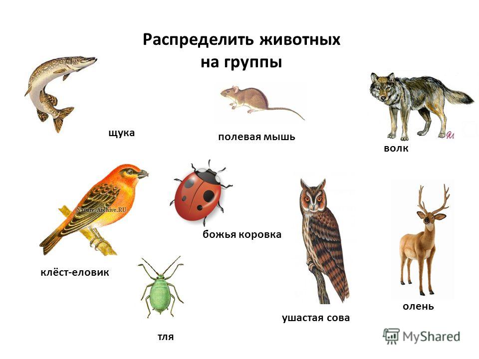 Распределите изображения по представленным группам. Животные группы животных. Распределить животных по группам. Распределить животных по классам. Распредели животных на группы.