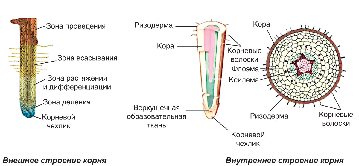 Зоны корня фото с описанием