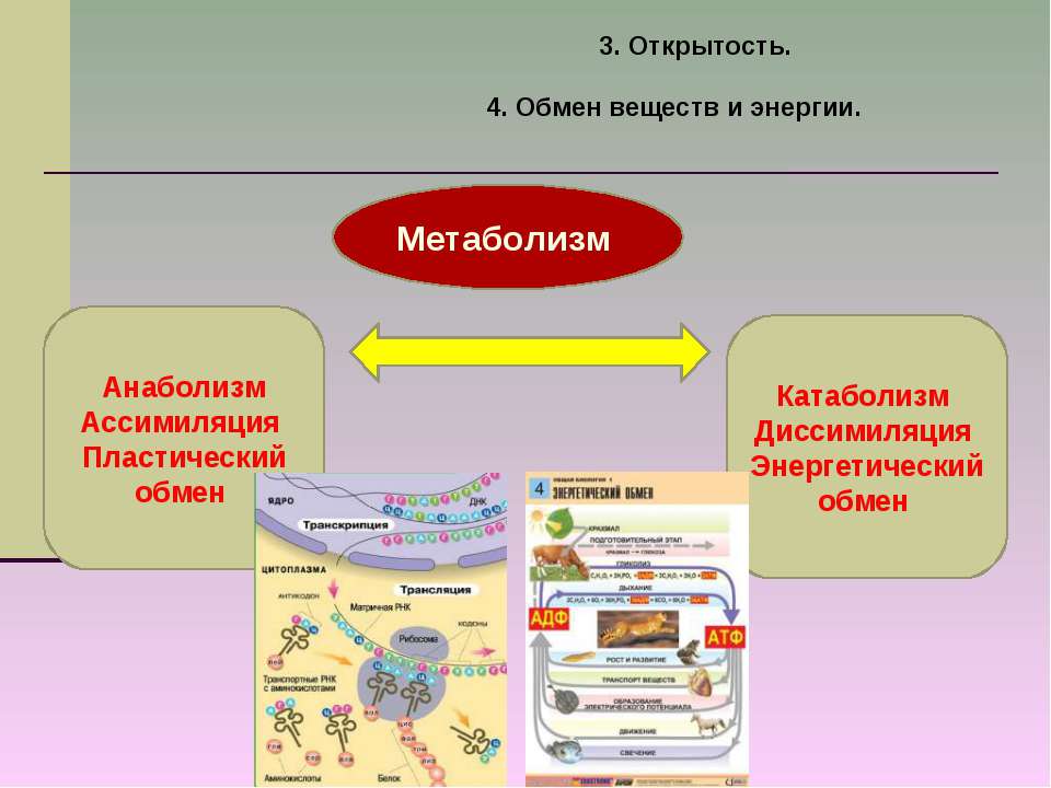 Продукт обмена веществ 9. Пластический обмен ассимиляция. Кластер обмен веществ. Энергетический обмен кластер.