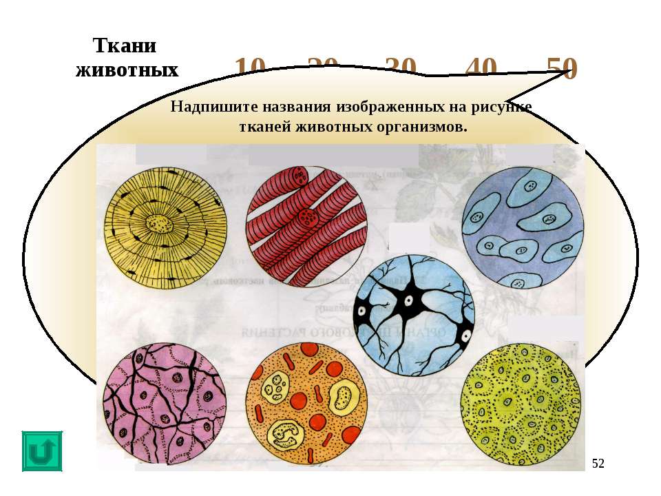 Ткани и картинки биология