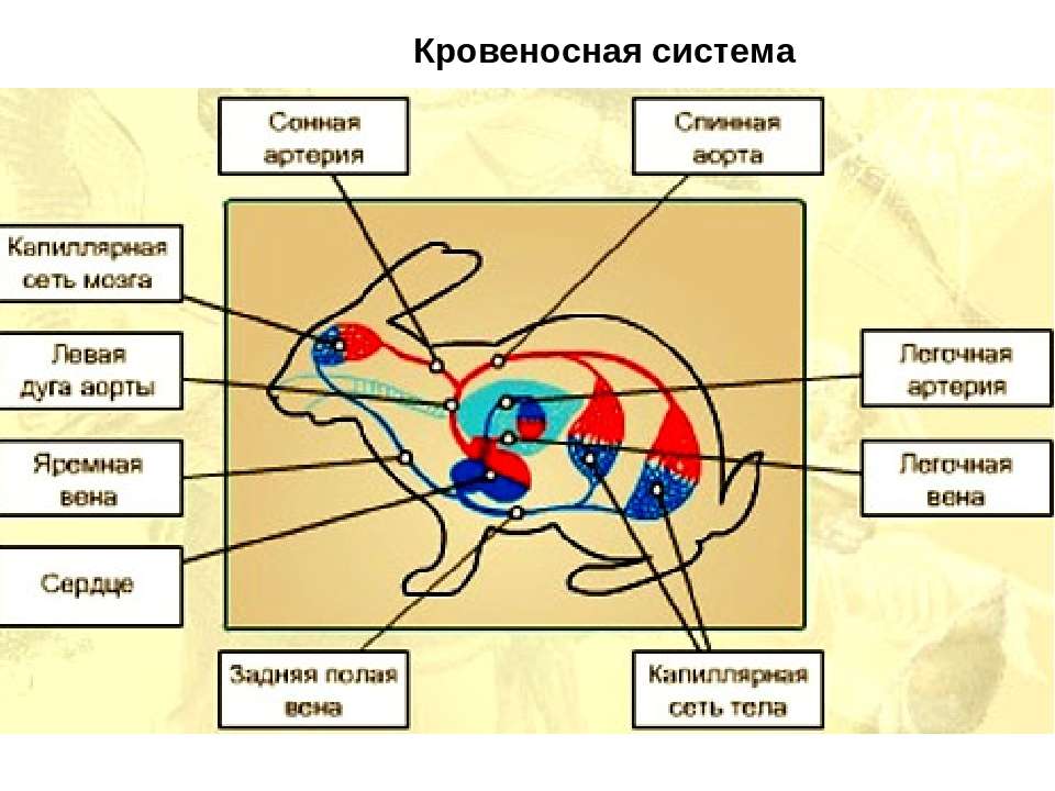 Схема строения кровеносной системы млекопитающих