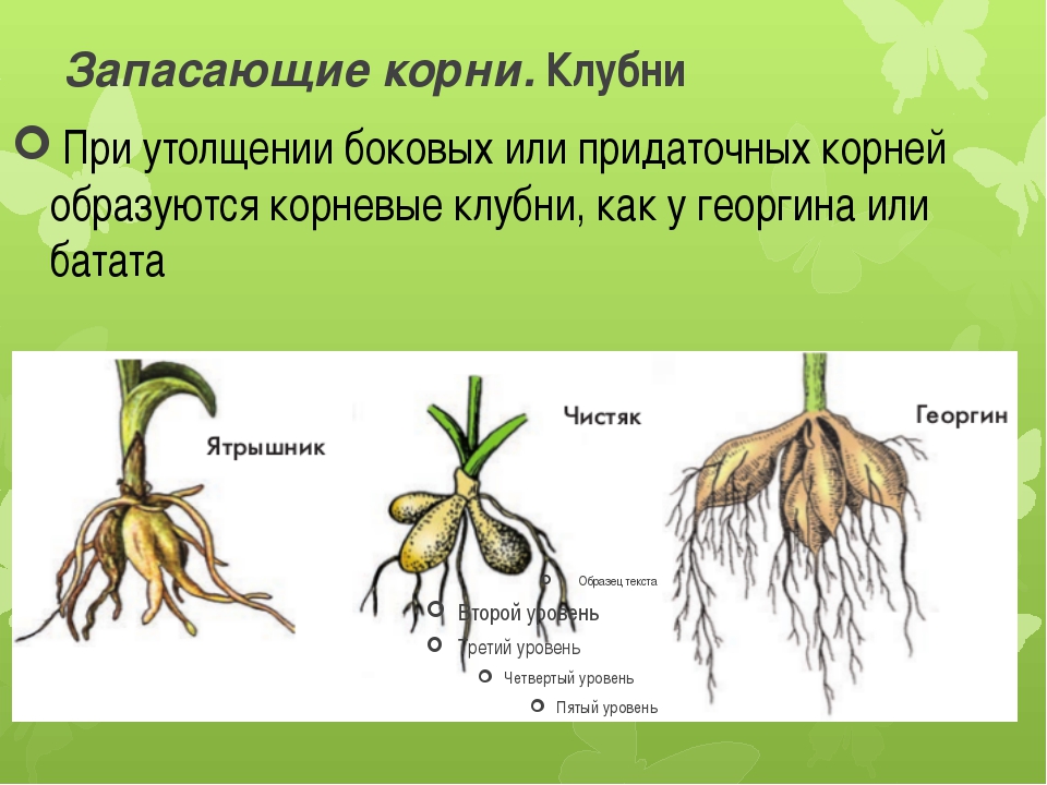 Какой цифрой на рисунке показаны придаточные корни