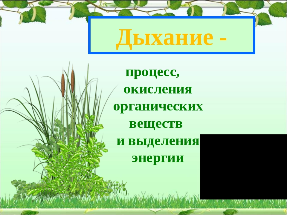 Дыхание растений 6 класс биология конспект