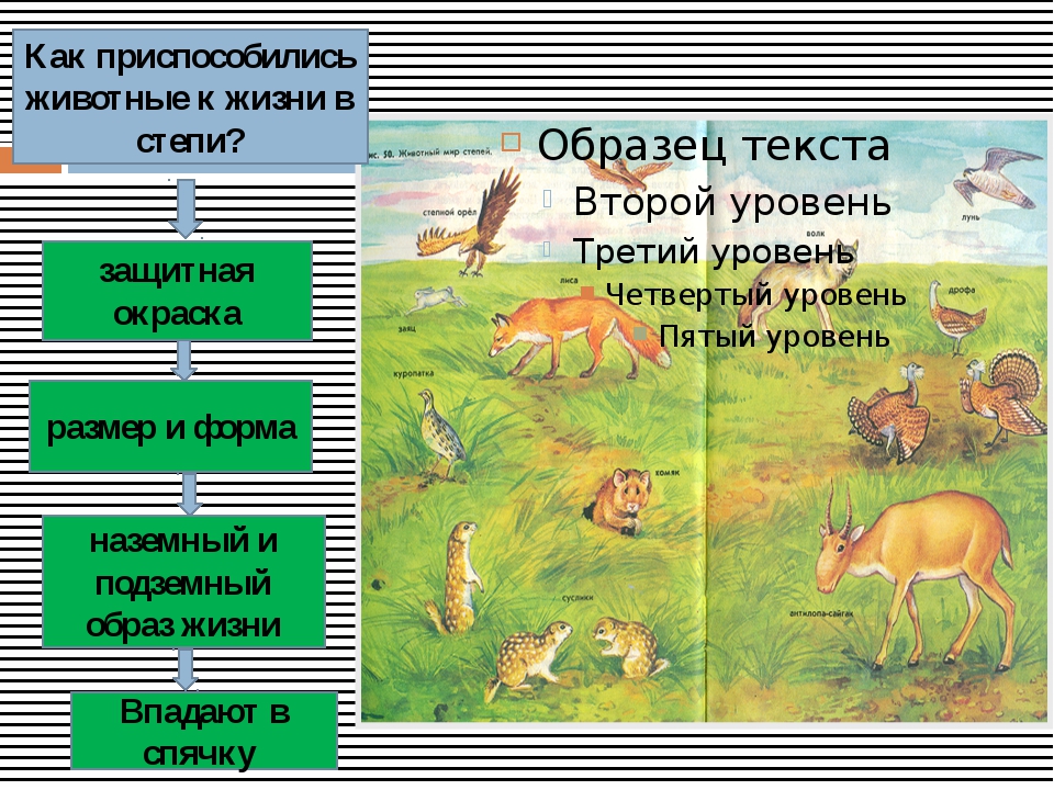 Используя схему составьте словесную характеристику природной зоны степей