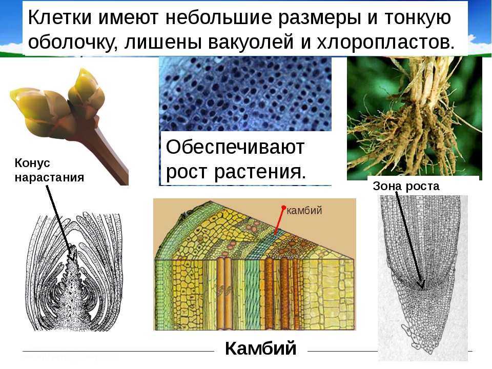 Образующая ткань растений. Строение образовательной ткани растений. Функция образовательной ткани у растений 5 класс биология. Образовательная ткань растений рисунок биология. Образовательная ткань строение и функции.