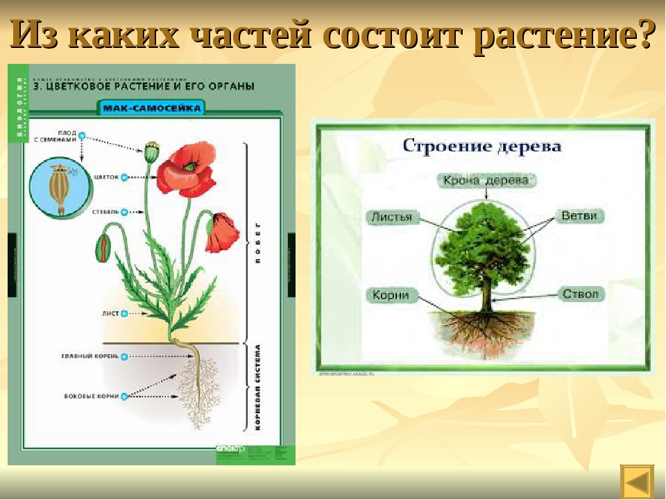 Произведение состоит из частей. Из чего состоит растение. Строение и части растений. Растения их чего состоит. Из каких частей сост. Растение?.