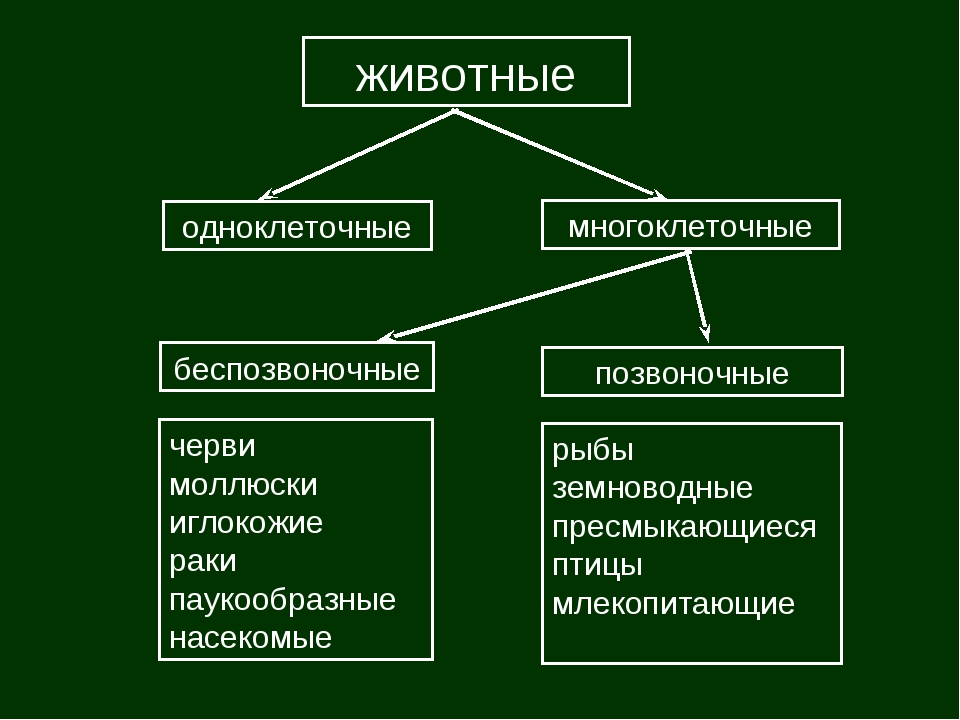 Подцарство многоклеточные схема