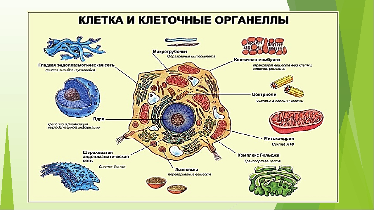 Составляющие любой клетки. Клетка и клеточные органеллы. Клетка органоиды клетки строение и функции клетки. Органоиды клетки 10 класс биология. Органоиды и структура клетки животной.