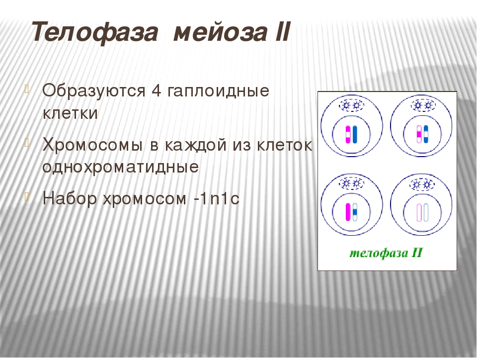 В конце телофазы мейоза 1