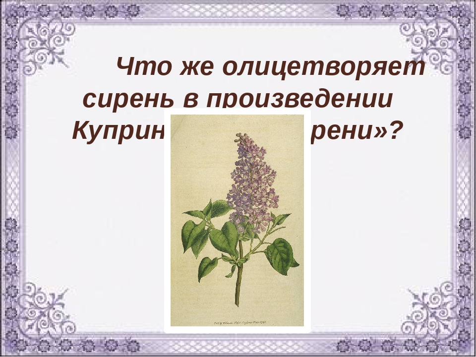 Куст сирени аргумент