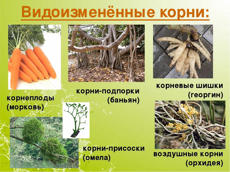 Видоизмененные корни 6 класс. Видоизмененные корни. Растения с видоизмененными корнями.