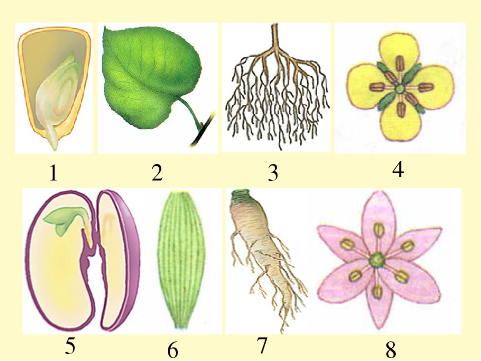 Три примера однодольные и двудольные. Семейства покрытосеменных растений Однодольные. Покрытосеменные растения класс двудольные. Семейства однодольных и двудольных. Однодольные двуольные био.