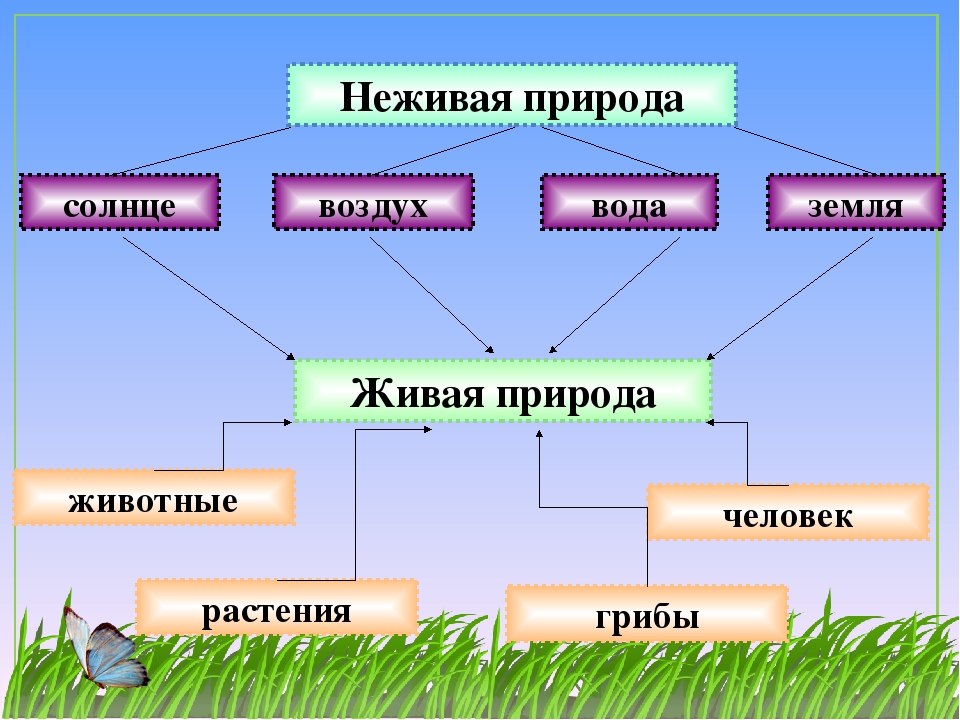 Презентация окр мир