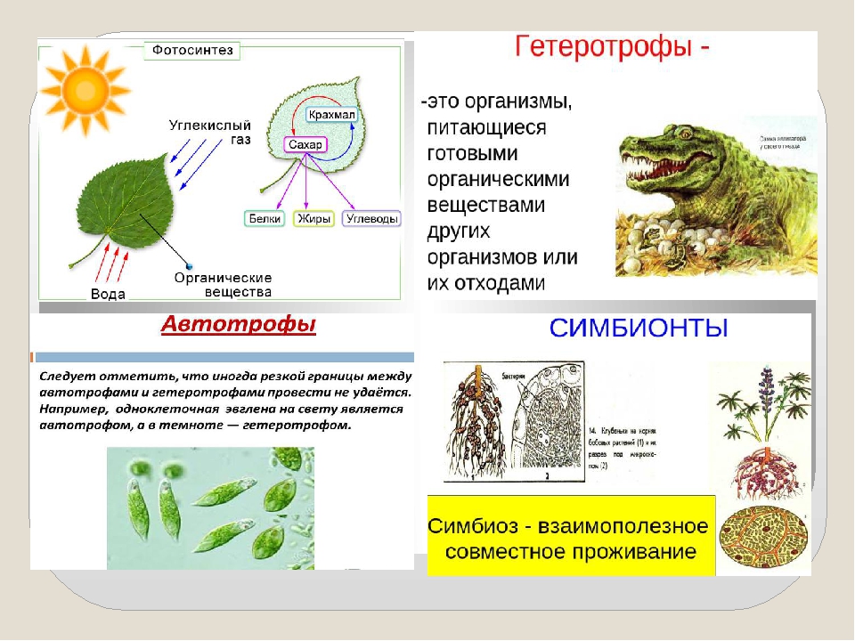 Бактерии грибы питаются готовыми органическими веществами. Автотрофы и гетеротрофы. Автотрофы это 5 класс. Автотрофы и гетеротрофы примеры. Автотрофы рисунок.
