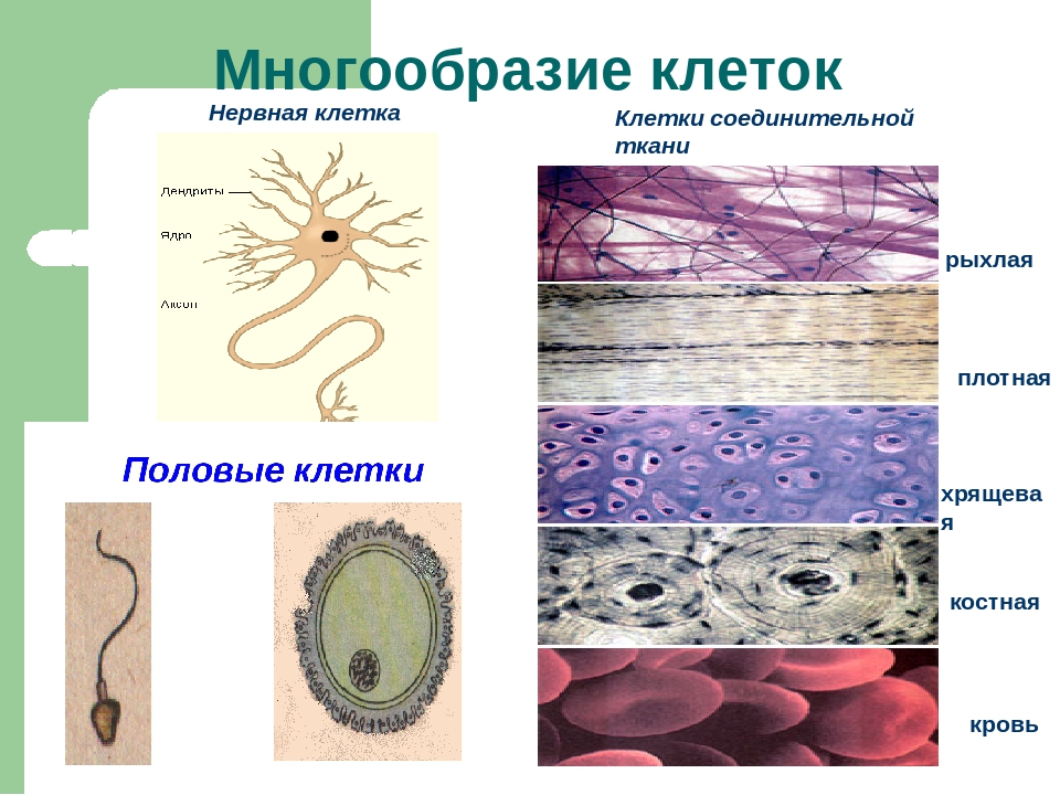 Виды клеток организма