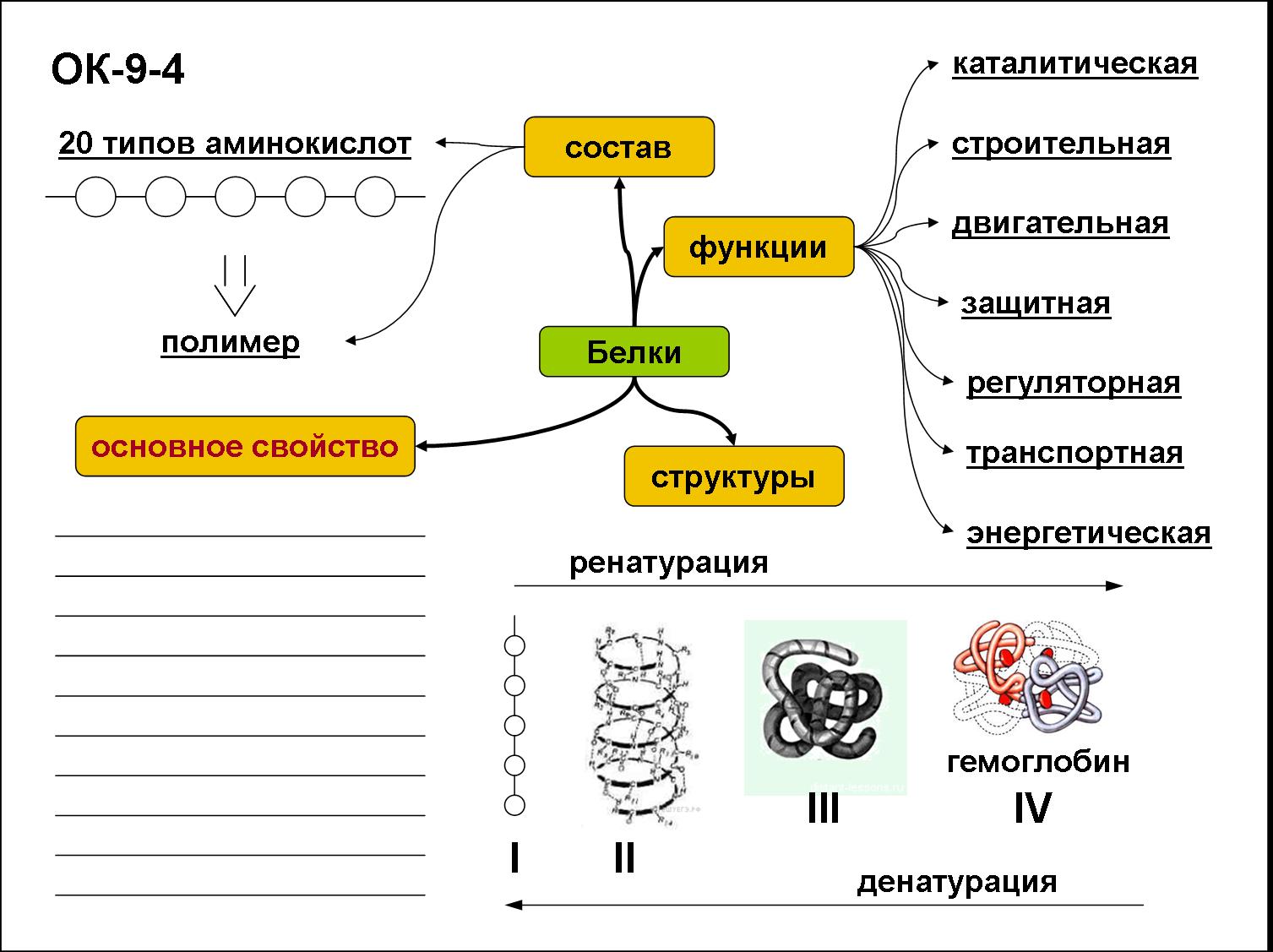 Схема белков биология 9 класс