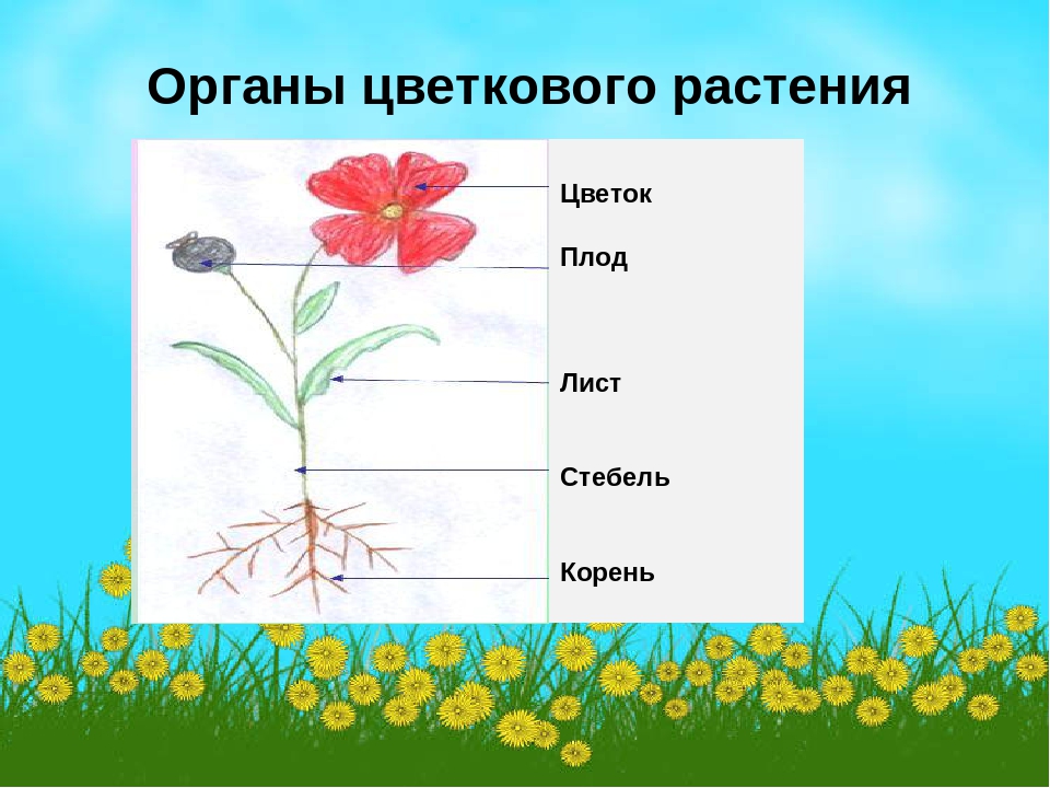 Назовите органов цветковых растений. Схема частей растений корень стебель ..... Органы цветковых растений. Цветковое растение и его органы. Строение цветковых растений.