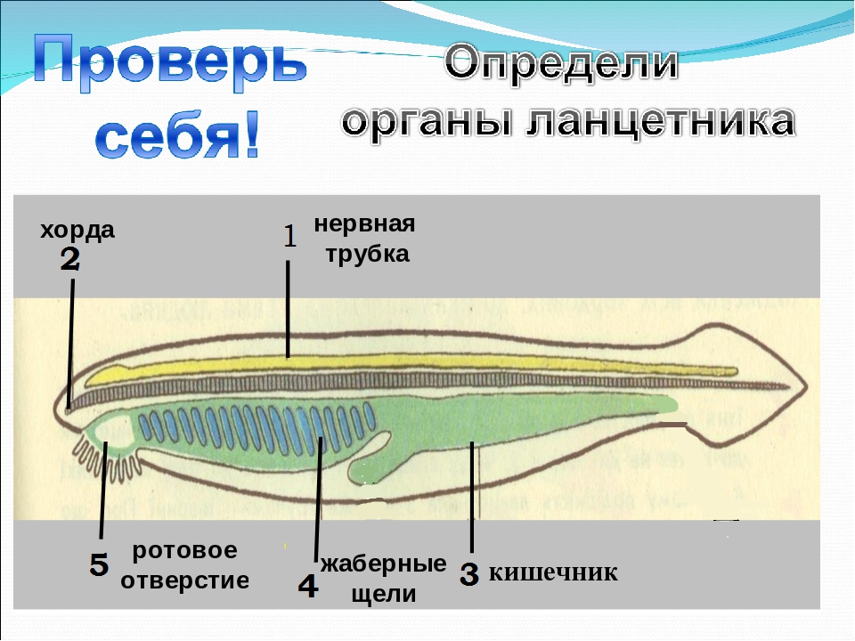 В чем выражается единство плана строения хордовых