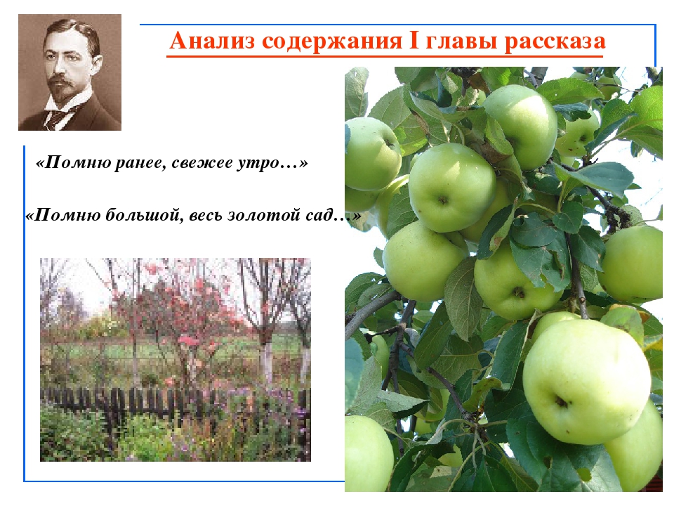 Яблоко разбор. Анализ произведения Антоновские яблоки Бунин. Бунин Антоновские яблоки анализ. Символ яблок в антоновских яблоках. Арсений Семеныч Антоновские яблоки.